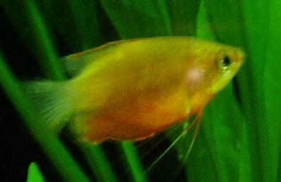 Red Robin Gourami