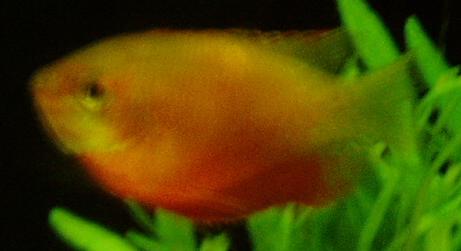 Red Robin Gourami